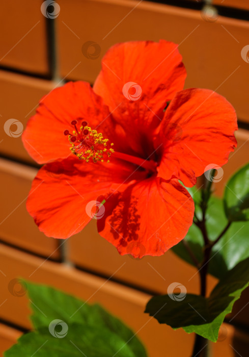 Скачать Яркий крупный цветок китайского гибискуса (Hibiscus rosa-sinensis) на фоне кирпичной стены. Китайская роза или гавайский гибискус в солнечном свете. Концепция природы для дизайна. Место для вашего текста фотосток Ozero