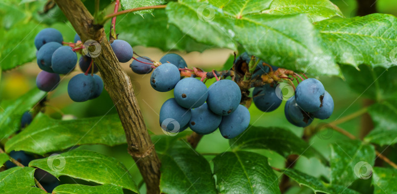Скачать Синие ягоды махонии воднолистной или винограда сорта Орегон в саду. Мягкий отборный акцент на ярко-синих ягодах. Прекрасный природный фон для любой идеи. фотосток Ozero