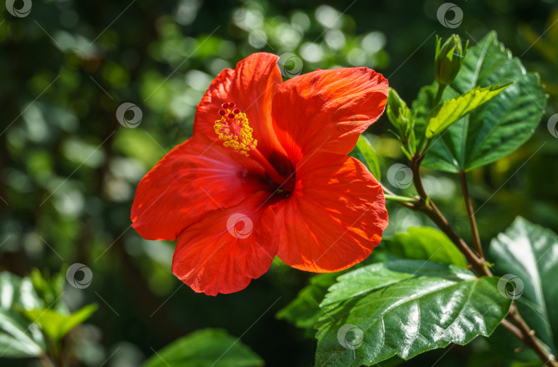 Скачать Яркий крупный цветок китайского гибискуса (Hibiscus rosa-sinensis) на фоне зеленого сада. Китайская роза или гавайский гибискус в солнечном свете. Концепция природы для дизайна. Место для вашего текста. фотосток Ozero