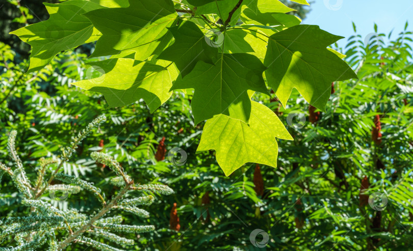 Скачать Ярко-зеленые листья тюльпанного дерева (Liriodendron tulipifera), называемого Тюльпанным деревом, американским или тюльпановым тополем, на многоцветном фоне. Выборочный фокус. фотосток Ozero