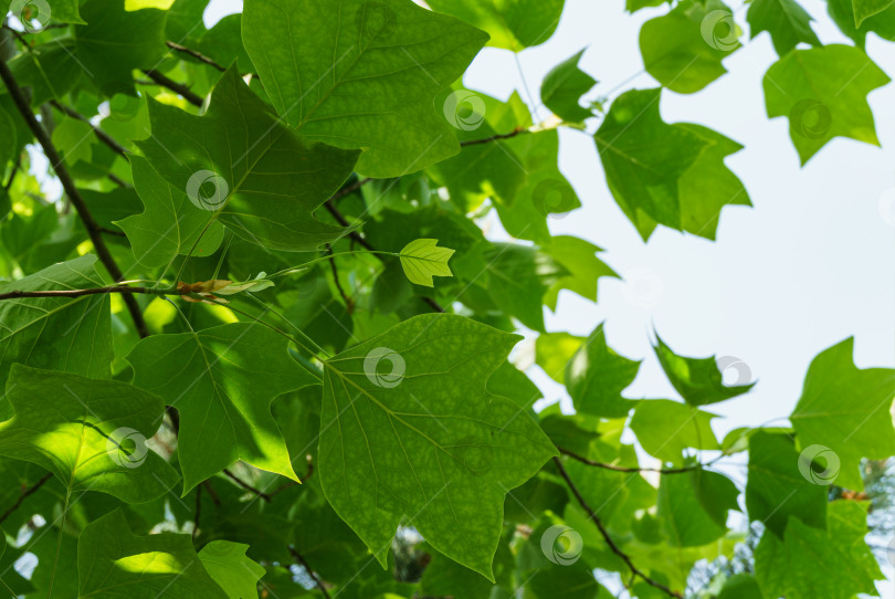 Скачать Темно-зеленые листья тюльпанного дерева на фоне голубого неба в фокусе, обрамленные размытыми зелеными листьями в солнечном свете. Концепция дизайна от природы фотосток Ozero