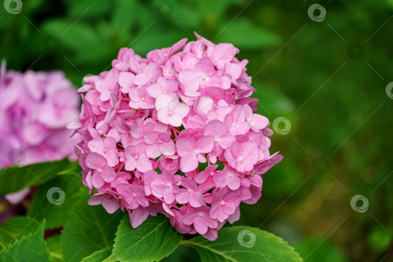 Скачать Мягкий выборочный макрофокус разноцветных розовых цветов hydrangea macrophylla на фоне вечнозеленых растений. Элегантный летний цветочный пейзаж, свежие обои и концепция фона природы фотосток Ozero