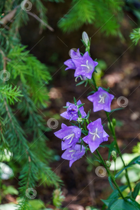 Скачать Крупный план фиолетово-голубых цветов Campanula persicifolia (колокольчик с персиковыми листьями) на размытой зелени летнего сада. фотосток Ozero