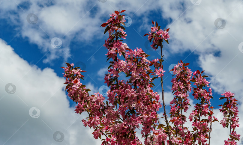 Скачать Фиолетовые цветы яблони Malus 'Makowieckiana' на фоне голубого неба с белыми облаками. Темно-розовые цветы в весеннем саду. Это дерево является гибридом яблони 'Niedzwetzkyana'. Селективный фокус фотосток Ozero