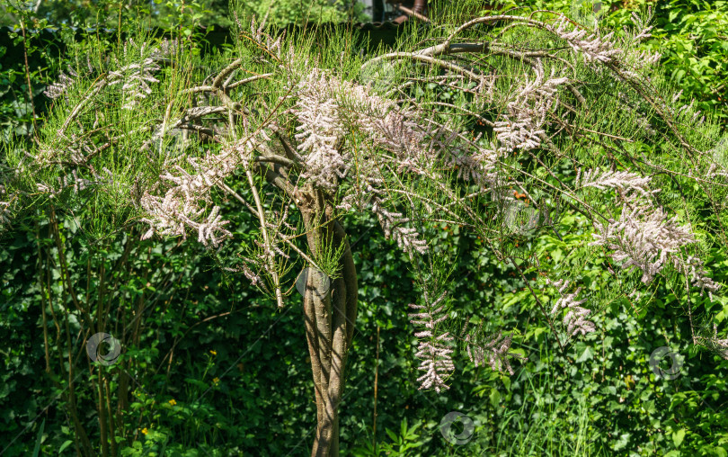 Скачать Цветущий тамарикс тетрандра или тамариск с четырьмя тычинками с очень мелкими розовыми цветками на размытом зеленом фоне. Дерево, образованное переплетающимися стволами в форме фонтана. Избирательный фокус фотосток Ozero