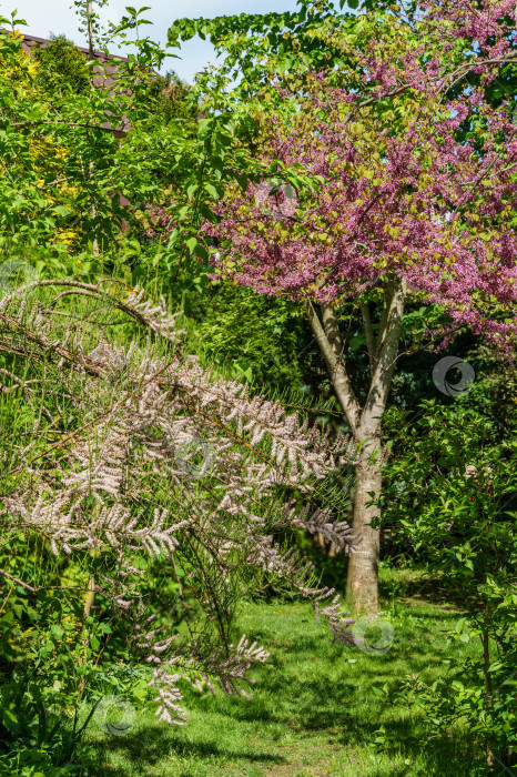 Скачать Редбад восточный, или восточно-красноплодный Cercis canadensis, пурпурный весенний цветок в солнечном саду. Розовые цветы иудиного дерева справа и цветущий Тамарикс тетрандра с розовыми цветами слева. Селективный фокус. фотосток Ozero