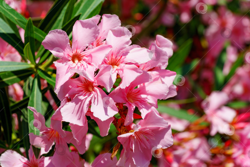 Скачать Крупный план цветка розового олеандра (Nerium oleander). Цветение дерева Nerium oleander flowers. Розовые цветы на кустарнике в центре города-курорта Сочи. Токсичен во всех своих проявлениях. фотосток Ozero