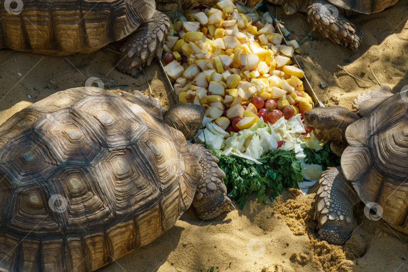 Скачать Африканская шпорчатая черепаха (Centrochelys sulcata), также называемая бороздчатой черепахой, обедает в японском саду общественного ландшафтного парка Краснодара или парке Галицкого, Россия фотосток Ozero