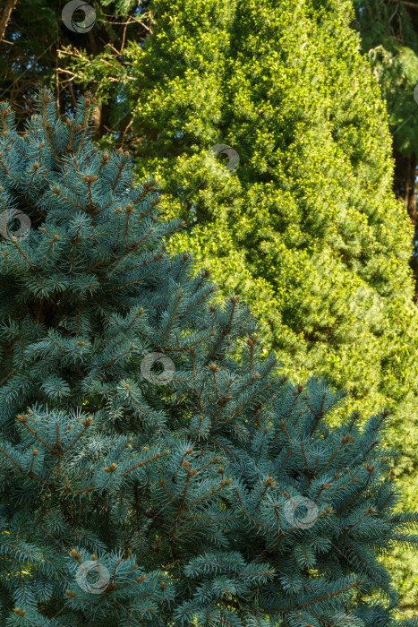 Скачать Серебристо-голубая ель Picea pungens Hoopsii в декоративном саду на фоне канадской ели Picea glauca Conica.  Выборочный фокус крупным планом. Концепция природы для весеннего или рождественского дизайна фотосток Ozero