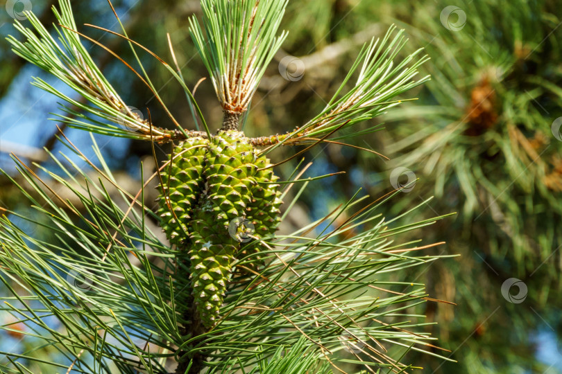 Скачать Крупный план зеленых молодых женских шишек Pinus pinaster, приморской сосны или кустовой сосны. Это твердая, быстрорастущая сосна в Адлере. фотосток Ozero