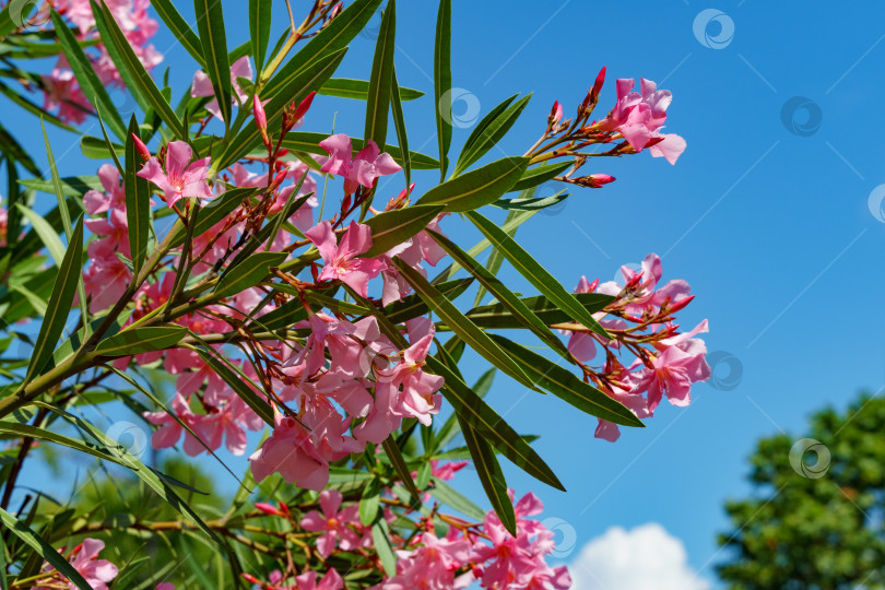 Скачать Крупный план цветка розового олеандра (Nerium oleander) на фоне голубого неба. Цветение дерева Nerium oleander flowers. Розовые цветы на кустарнике в центре города-курорта Сочи. Токсичен во всех своих проявлениях. фотосток Ozero