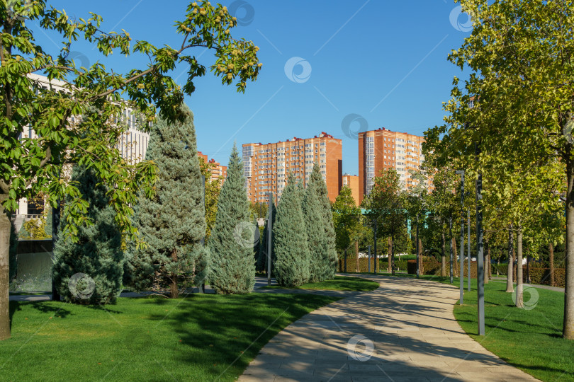 Скачать Ряды подстриженных аризонских кипарисов (Cupressus arizonica) "Голубой лед" в общественном ландшафте "Парк Галицкого" для отдыха и прогулок солнечной осенью 2023 года фотосток Ozero