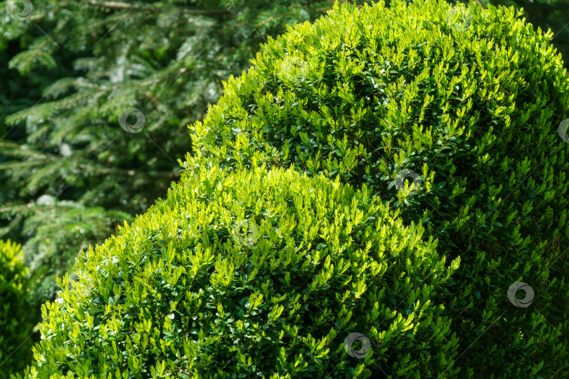 Скачать Самшит Buxus sempervirens или европейский самшит с яркой блестящей молодой зеленой листвой на размытом зеленом фоне. Крупный план, выборочный фокус. Идеальный фон для любой природной тематики. фотосток Ozero