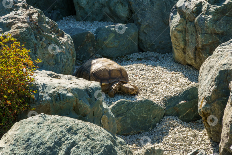 Скачать Африканская шпорчатая черепаха (Centrochelys sulcata), также называемая бороздчатой черепахой, обитает в сухом пруду Карейке в японском саду общественного ландшафтного парка Краснодара или парка Галицкого, Россия фотосток Ozero