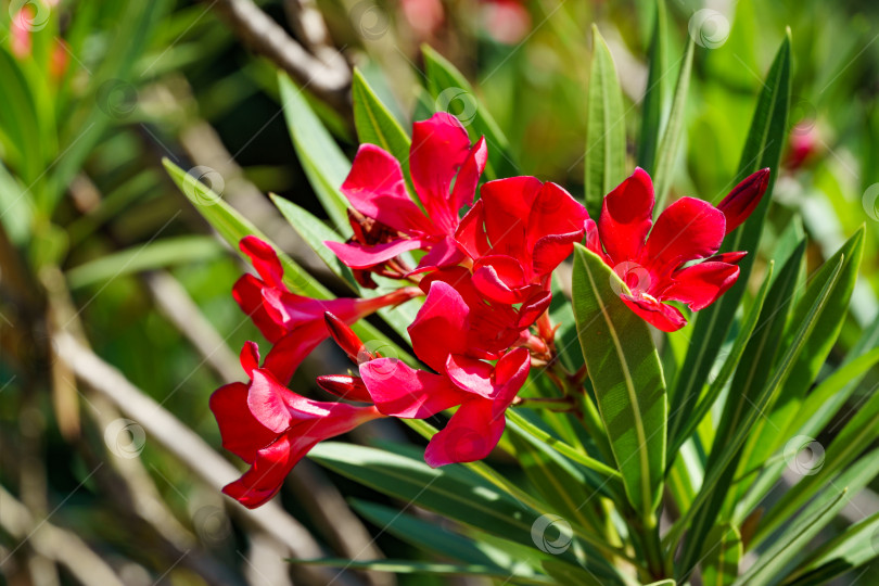 Скачать Крупный план красного цветка олеандра (Nerium oleander) на фоне голубого неба. Цветение дерева Nerium oleander flowers. Розовые цветы на кустарнике в центре города-курорта Сочи. Токсичен во всех своих проявлениях. фотосток Ozero