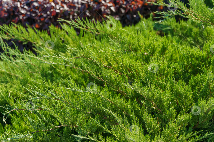 Скачать Можжевельник казацкий Juniperus sabina Tamariscifolia.  Зеленые листья можжевельника идеально вписываются в дизайн сада.  Мягкий избирательный акцент. фотосток Ozero