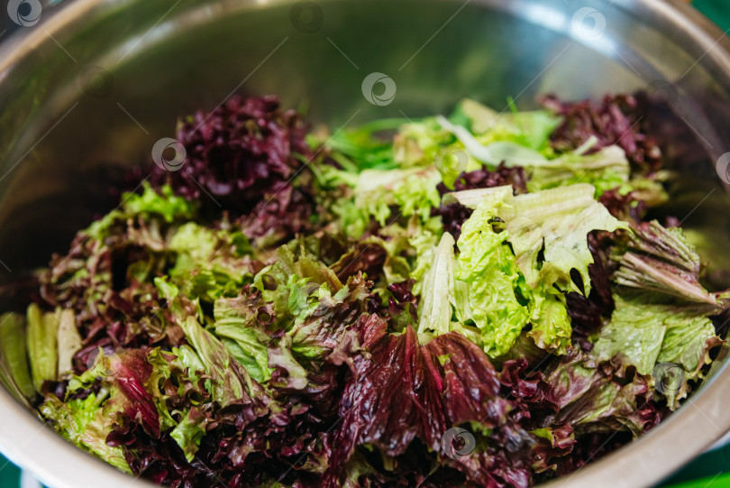 Скачать Смесь свежих зеленых и красных листьев салата-латука фотосток Ozero