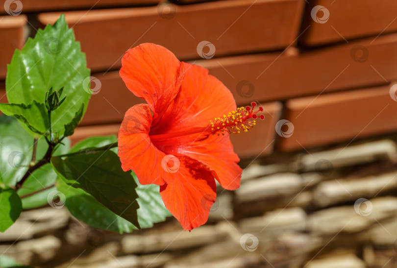 Скачать Яркий крупный цветок китайского гибискуса (Hibiscus rosa-sinensis) на фоне кирпичной стены. Китайская роза или гавайский гибискус в солнечном свете. Концепция природы для дизайна. Место для вашего текста фотосток Ozero