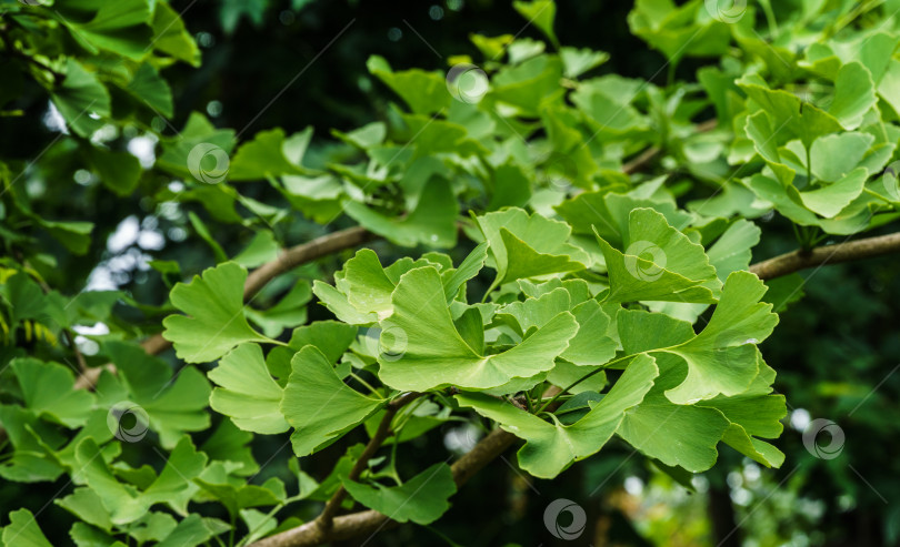 Скачать Дерево гинкго (Ginkgo biloba) или гингко с ярко-зелеными молодыми листьями на фоне размытой листвы. Выборочный крупный план. Концепция природы свежих обоев. фотосток Ozero