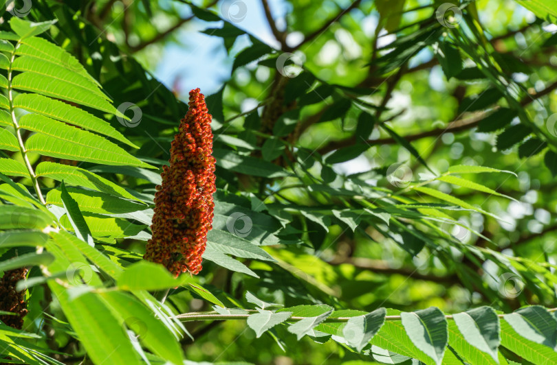 Скачать Красивые красные пушистые плоды Rhus typhina (сумаха рогатого, Anacardiaceae) на фоне зеленых листьев. Концепция природы для дизайна фотосток Ozero