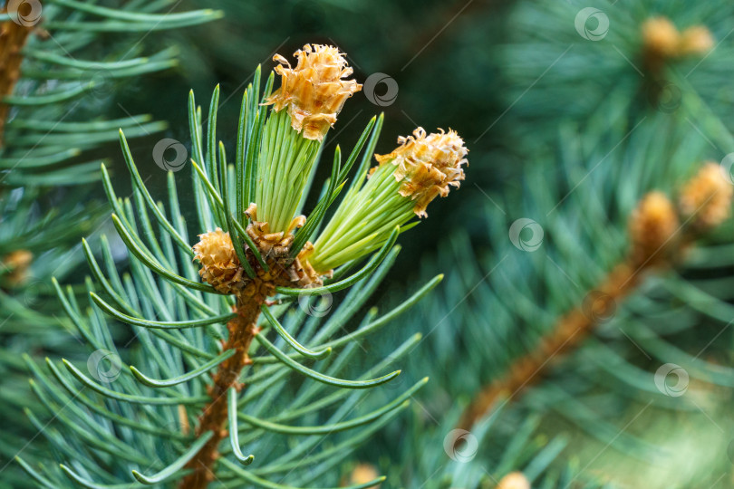 Скачать Серебристо-голубая ель Picea pungens Hoopsii с молодой порослью в декоративном саду. Выборочный фокус крупным планом. Концепция природы для весеннего или рождественского дизайна фотосток Ozero