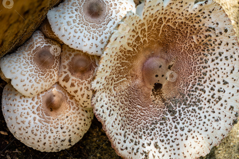 Скачать Красивые лесные грибы с белой шляпкой и коричневыми крапинками на пне дуба. Лесные грибы крупным планом в естественной среде обитания при солнечном свете на сером фоне. Органические натуральные грибы в природе фотосток Ozero
