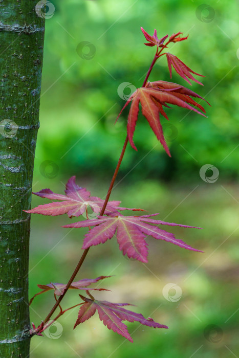 Скачать Японский клен Acer Palmatum с молодыми красными листьями на фоне зеленого ствола. Выборочный фокус. Солнечный весенний день. Место для вашего текста фотосток Ozero