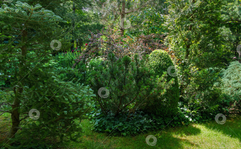 Скачать Красивый ландшафтный сад с вечнозелеными растениями. Buxus sempervirens, Pinus mugo Pumilio среди пышной зелени. фотосток Ozero
