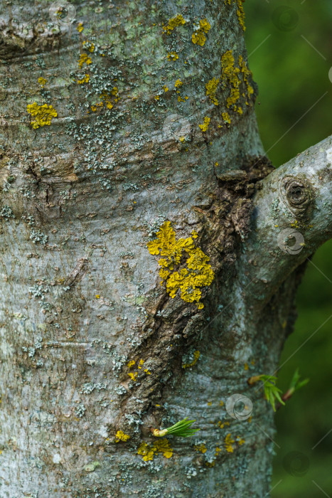 Скачать Крупным планом ствол дерева Liquidambar styraciflua, или американской сладкой камеди, с серой текстурой, покрытый желтым лишайником Xanthoria parietina. Концепция природы для дизайна. Выборочный фокус. фотосток Ozero