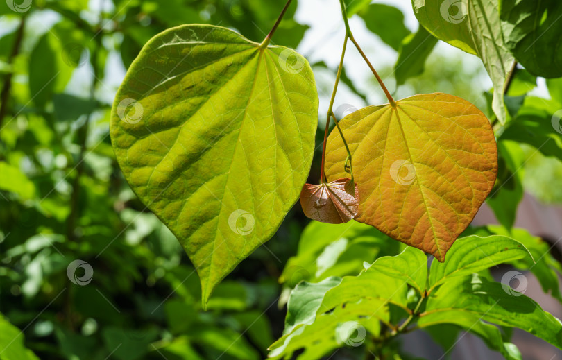 Скачать Крупный план молодых листьев красноплодки восточной, или Cercis canadensis. Зеленые и оранжевые листья иудиного дерева на фоне солнца на размытом зеленом фоне. Выборочный фокус. Место для вашего текста фотосток Ozero