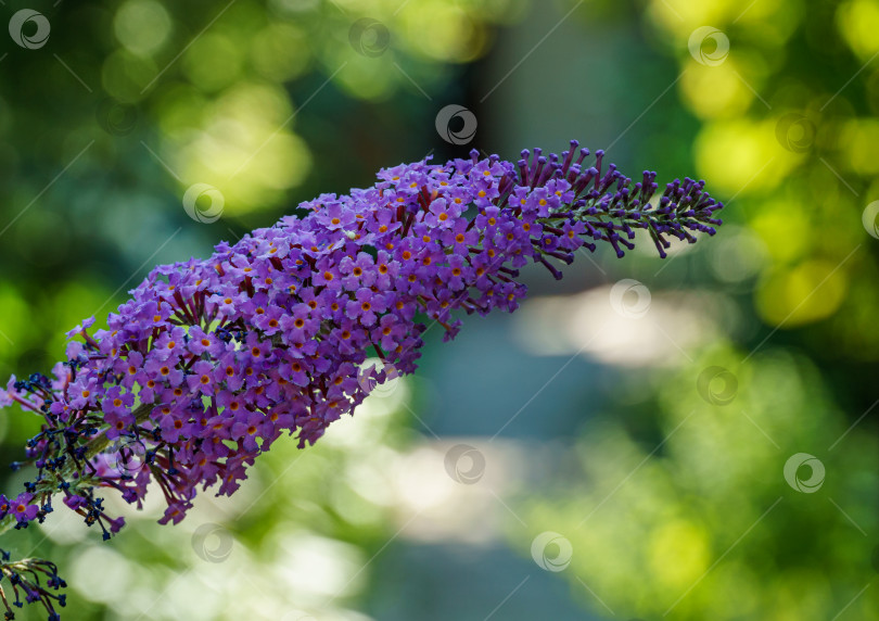 Скачать Красивый фиолетовый кустовой цветок-бабочка (Buddleja davidii) на размытом фоне естественной зелени. Выборочный фокус. Концепция природы для дизайна. Есть место для текста фотосток Ozero