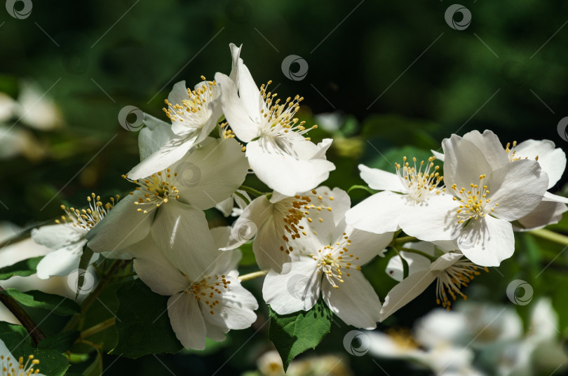 Скачать Мягкий крупный план цветов жасмина Philadelphus lewisii на кусте на черном фоне в саду. Выборочный фокус. Удивительно естественная композиция. Естественный цветочный пейзаж, свежие обои фотосток Ozero