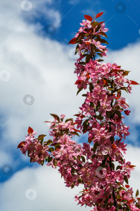 Скачать Фиолетовые цветы яблони Malus 'Makowieckiana' на фоне голубого неба с белыми облаками. Темно-розовые цветы в весеннем саду. Это дерево является гибридом яблони 'Niedzwetzkyana'. Селективный фокус фотосток Ozero