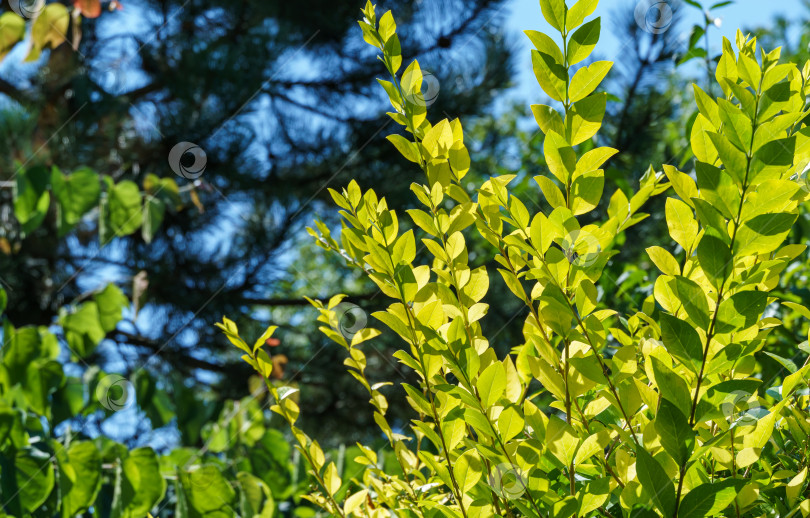 Скачать Красивая желтая листва на кусте Ligustrum Vicaryi с вечнозелеными растениями в декоративном саду. Избирательный подход. Природная концепция дизайна фотосток Ozero