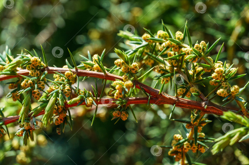 Скачать Можжевельник Juniperus communis Хорстманна в цвету на фоне зеленого сада. Крупным планом хвоя и цветы на ветках можжевельника. Концепция природы для весеннего дизайна. Выборочный фокус фотосток Ozero