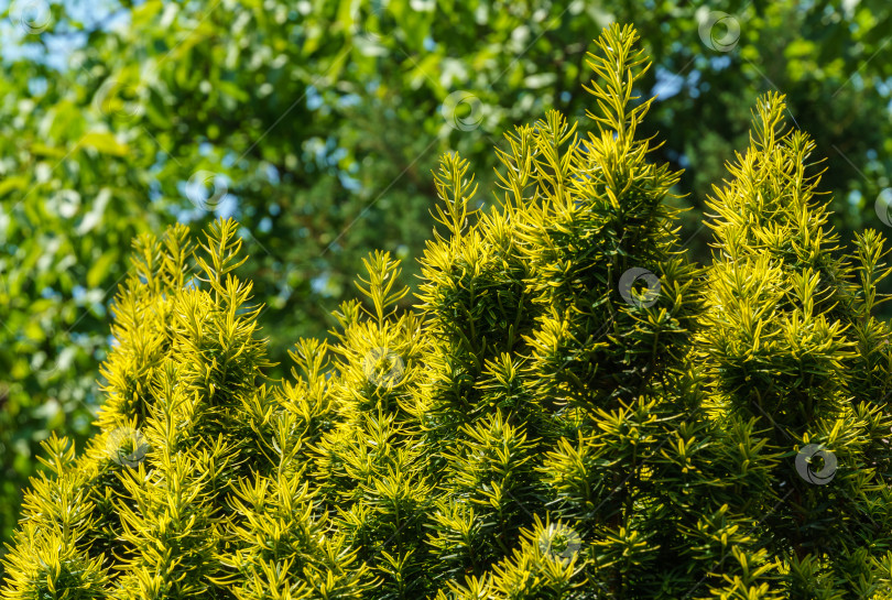 Скачать Тис Taxus baccata Fastigiata Aurea (английский тис, европейский тис) новая ярко-зеленая с желтыми полосками листва в летнем саду в качестве естественного фона. Выборочный фокус. Природная концепция дизайна фотосток Ozero