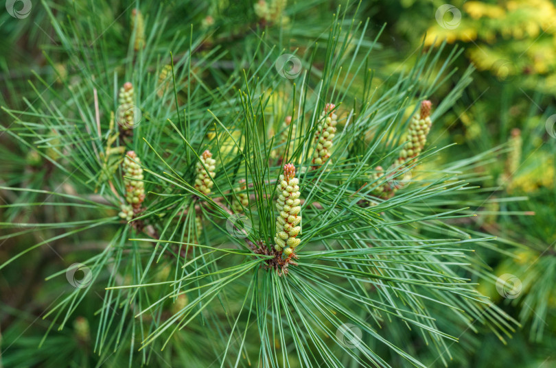 Скачать Молодые длинные побеги сосны Pinus densiflora Umbraculifera на фоне вечнозеленых растений. Солнечный день в весеннем саду. Концепция природы для дизайна. Выборочный фокус фотосток Ozero