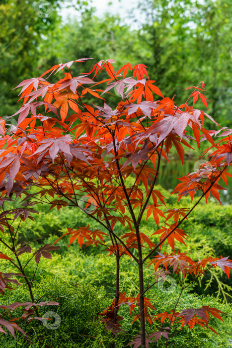 Скачать Японский клен Acer palmatum Atropurpureum на берегу садового пруда. Молодые красные листья на фоне размытого солнечного света и зеленых растений. Весенний пейзаж, концепция фона природы фотосток Ozero