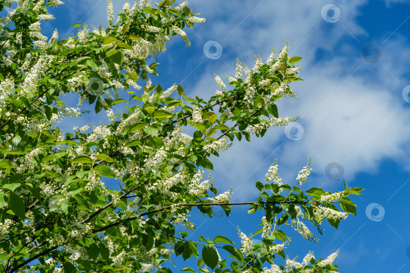 Скачать Prunus padus "Сибирская красавица" цветет на фоне голубого неба. Белые цветы цветущей черемухи или первомайского дерева. Выборочный фокус. Есть место для текста. Концепция природы для дизайна фотосток Ozero