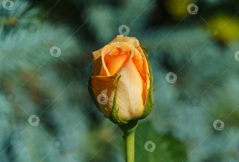 Скачать Изумительная нежно-оранжевая гибридная чайная роза Версилия. Крупный план красивого бутона розы с каплями утренней росы на фоне размытой голубой ели. Природная концепция дизайна фотосток Ozero