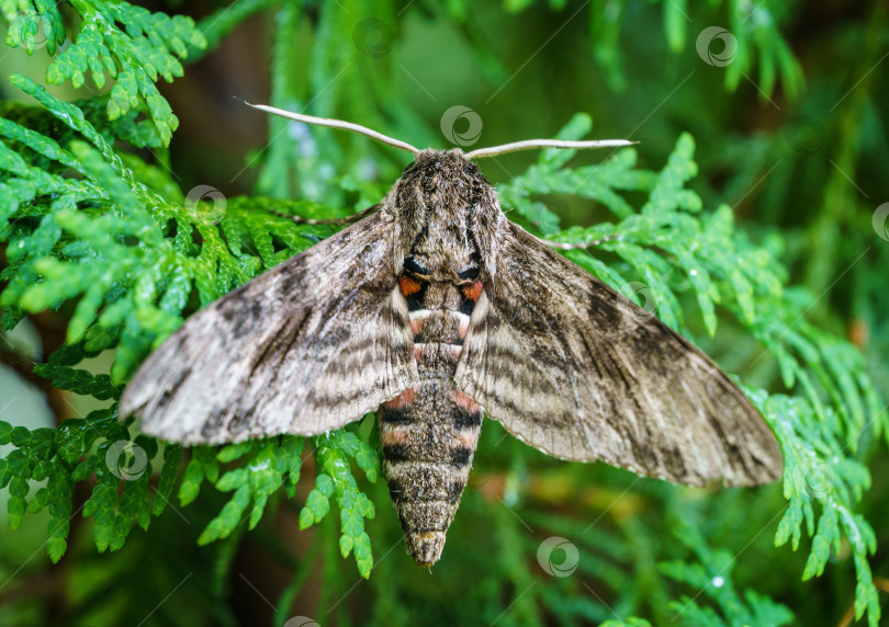 Скачать Крупный план ночной бабочки Agrius convolvuli, бражника convolvulus. Очень крупная пушистая бабочка с яркими черно-красными полосами на крыльях сидит на листе вечнозеленого дерева. Выборочный фокус фотосток Ozero