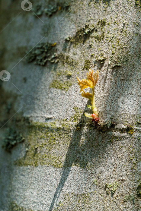 Скачать Серая растрескавшаяся кора клена Acer saccharinum с новыми листьями. Природная концепция для любого дизайна. Мягкий избирательный акцент. Место для вашего текста фотосток Ozero