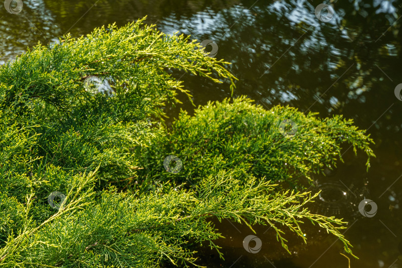 Скачать Молодые зеленые с желтыми верхушками веточки Juniperus pfitzeriana или Juniperus media Golden Saucer. Можжевельник растет возле пруда на размытом зеленом фоне. Интересен как естественный фон для любого дизайна фотосток Ozero