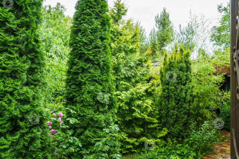 Скачать Ландшафтный сад с Thuja occidentalis Smaragd (северный или восточный белый кедр) слева и Thuja occidentalis Aurea, Taxus baccata Fastigiata Aurea справа фотосток Ozero