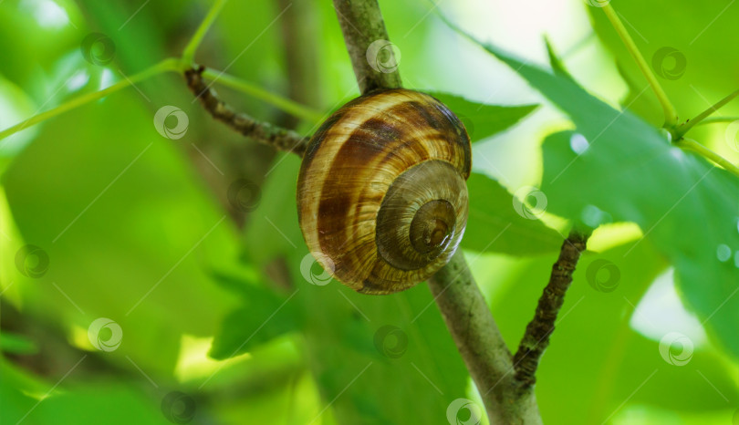 Скачать Крупный план красивой виноградной улитки Helix pomatia, римской улитки, бургундской улитки, съедобной улитки или улиточного улиточника в естественной среде обитания фотосток Ozero