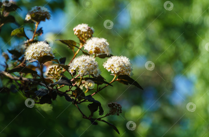 Скачать Множество белых цветов девятиствольного кустарника или Physocarpus Opulifolius Diabolo с фиолетовыми листьями на темном размытом фоне. Выборочный фокус. Цветочный пейзаж, свежие обои, концепция фона природы фотосток Ozero