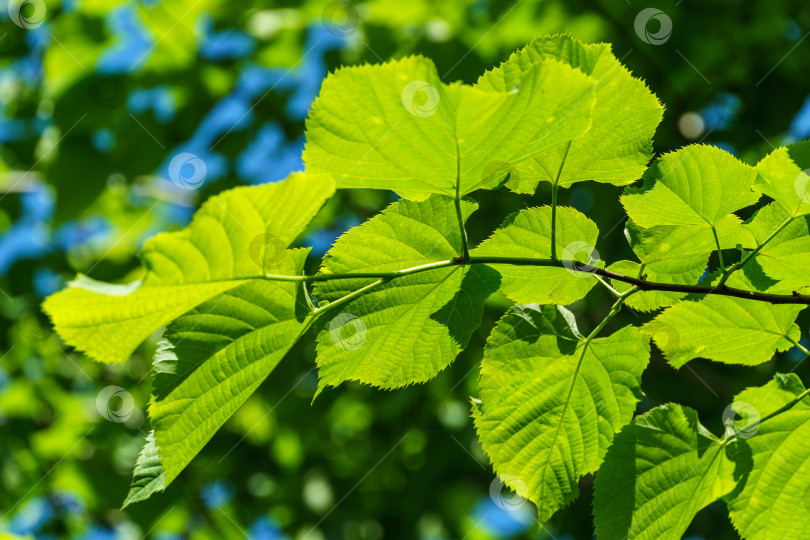 Скачать Ярко-зеленые листья липы Tilia caucasica на фоне голубого неба. Естественная концепция весны, начала новой жизни. Избирательный фокус. фотосток Ozero