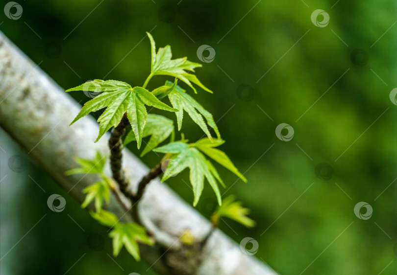 Скачать На ветке на размытом зеленом фоне растет ликвидамбар стирацифлуа или американская сладкая камедь со свежими зелеными листьями. Ветка янтарного дерева в весеннем саду. Место для вашего текста фотосток Ozero