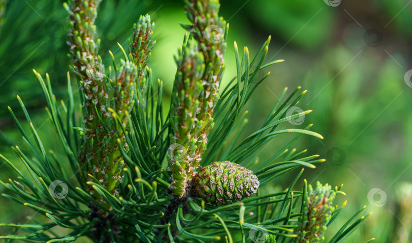 Скачать Pinus mugo Ophir с красивыми молодыми побегами и зеленой шишкой. Крупный план золотистого сорта карликовой горной сосны зеленого цвета с золотистыми кончиками иголок в солнечный весенний день. фотосток Ozero