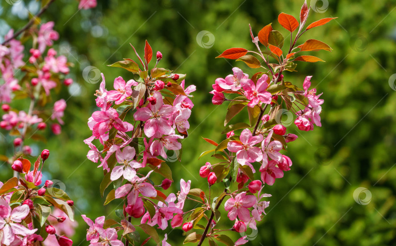 Скачать Фиолетовые цветки яблони Malus 'Makowieckiana'. Темно-розовые цветки в весеннем саду. Это дерево является гибридом яблони 'Niedzwetzkyana'. Выборочный фокус крупным планом фотосток Ozero